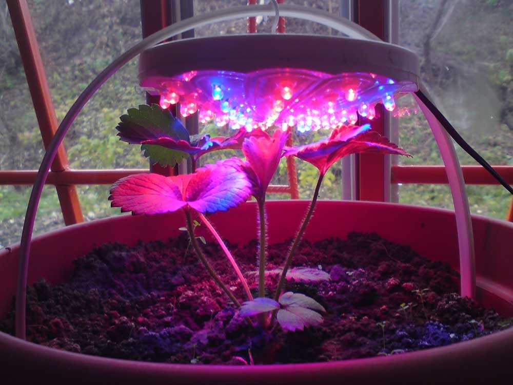 Светодиодная подсветка для растений и цветов своими руками
