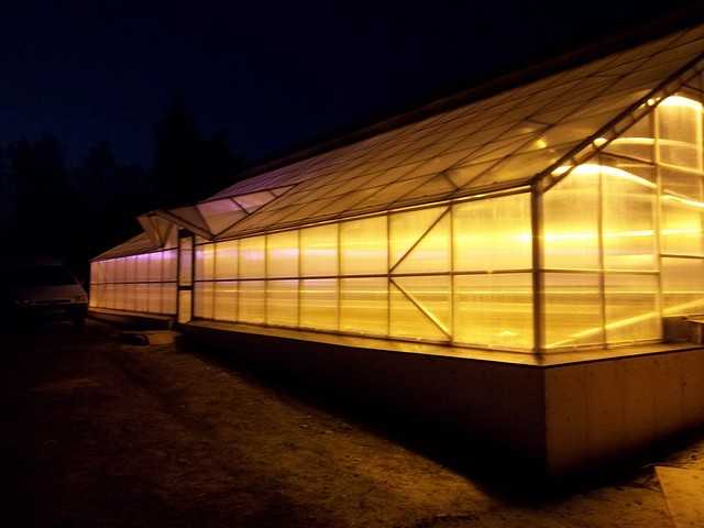 Выбираем лампы для теплицы: правильное освещение зимой, расчет освещенности для роста растений