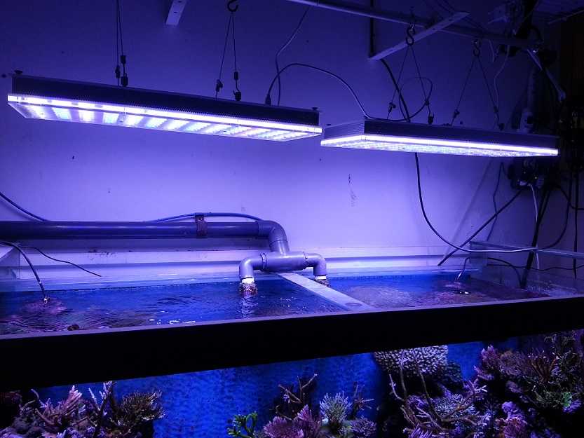 Светодиодная лента для аквариума (19 фото): особенности освещения светодиодной лентой. как выбрать? как установить влагозащитную подсветку?