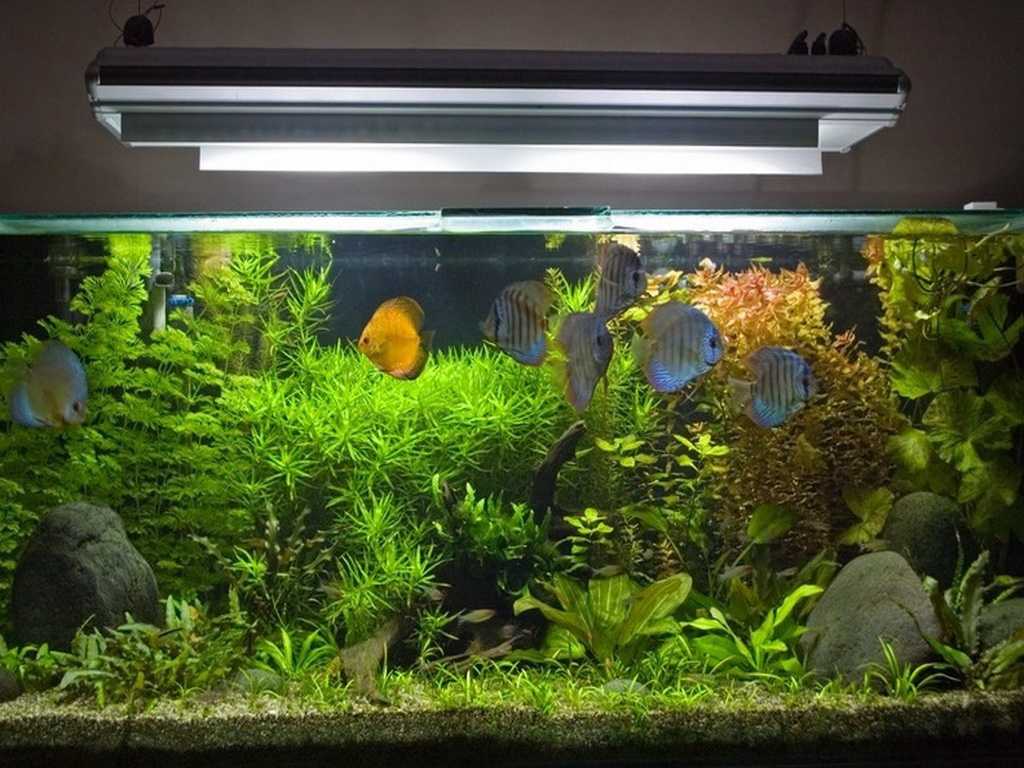 Освещение для аквариумов своими руками: светодиодное и другое