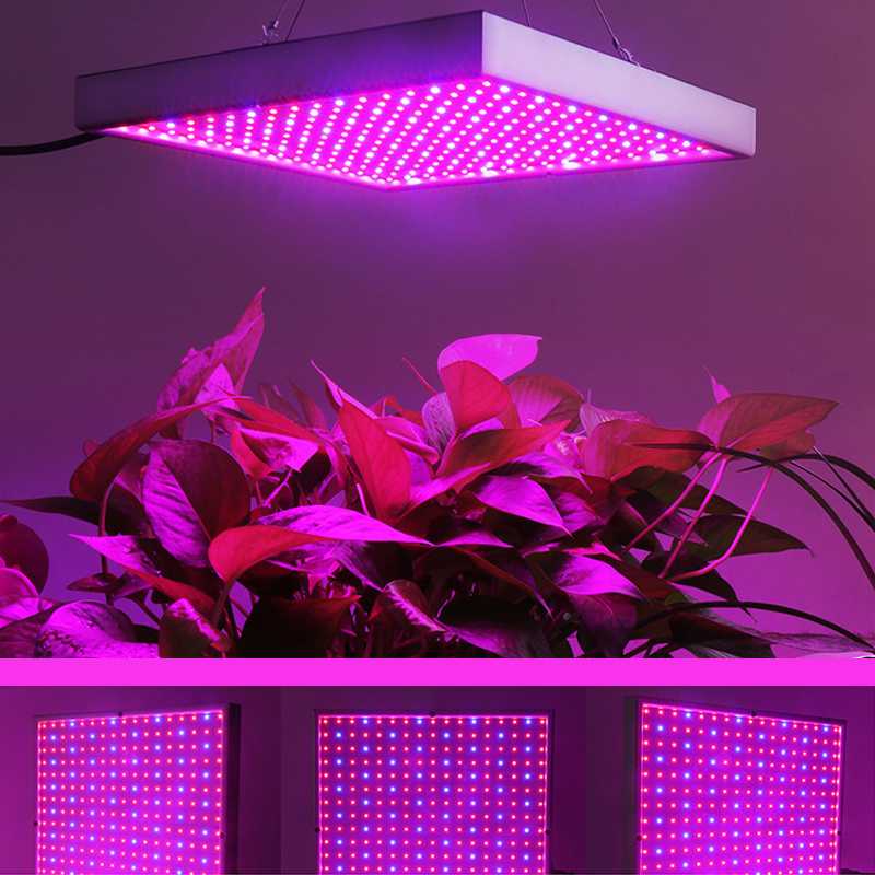 Влияние различных спектров освещения на развитие растений - growhobby.ru