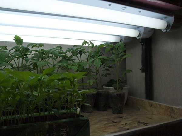 Значимость подсветки светодиодной лентой растений Как правильно организовать фито подсветку рассады и цветов, что нужно знать и советы эксперта