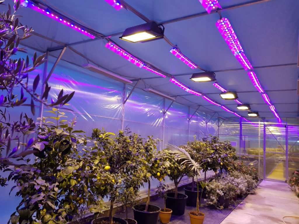 Светодиодные лампы для растений: как выбрать и использовать
