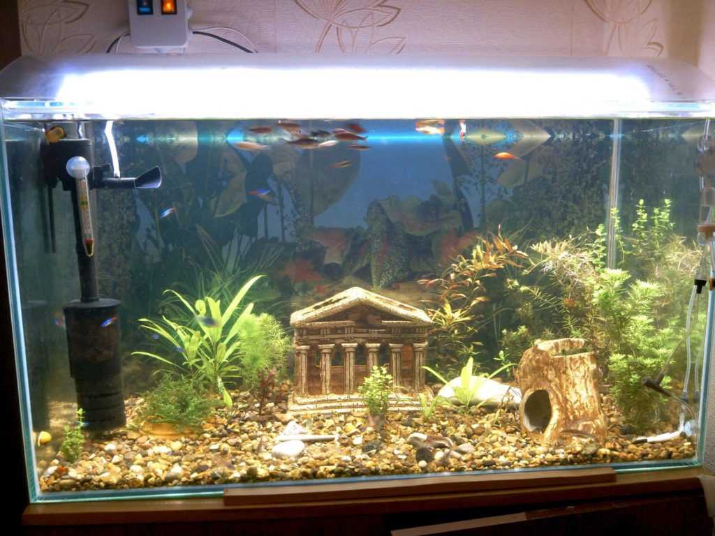 Свет в аквариуме сколько должен гореть: нужна ли подсветка ночью или выключать его, продолжительность светового дня для аквариумных рыб