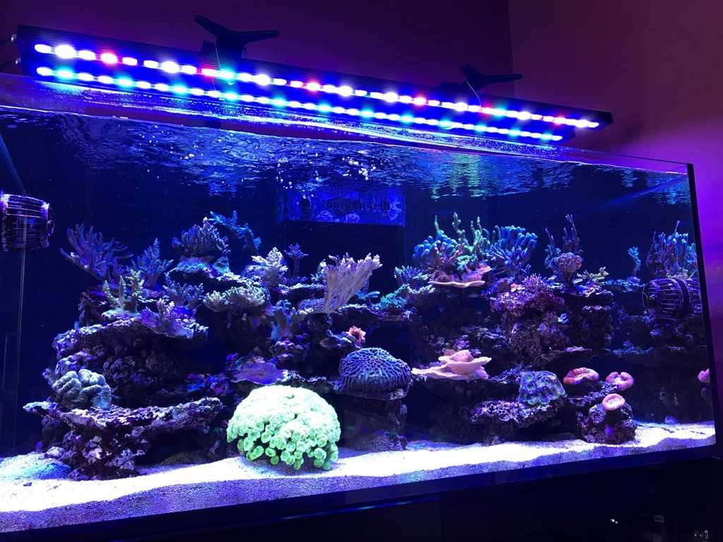 Светодиодное освещение аквариума. светодиодные лампы и ленты для аквариума. расчет светодиодного освещения для аквариума