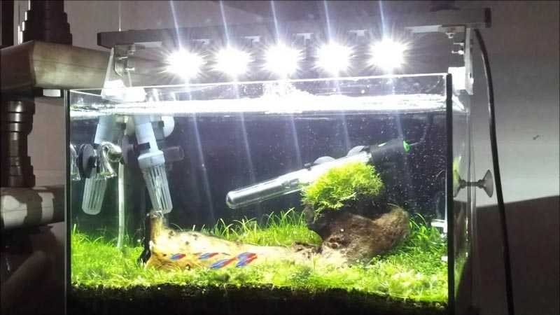 Освещение аквариума люминесцентными лампами и другими источниками света | аквариумные рыбки