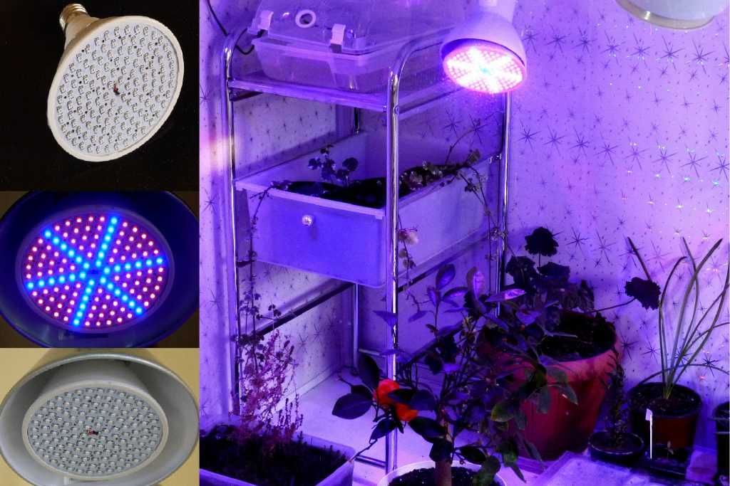 Люминесцентные лампы для растений (дневного света): подходит ли и как выбрать фитолампу для подсветки комнатных растений