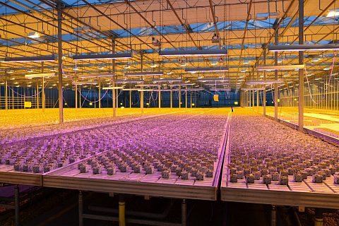 Светодиодные фитосветильники ECOLED-BIO для промышленных теплиц