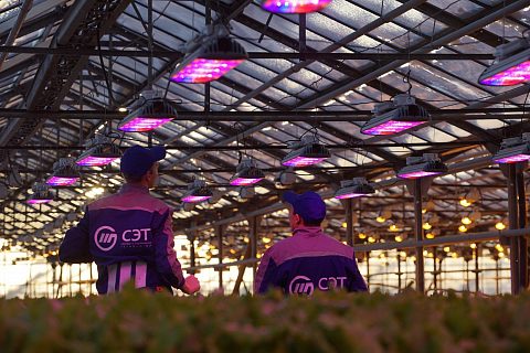 Светодиодные фитосветильники ECOLED-BIO для промышленных теплиц