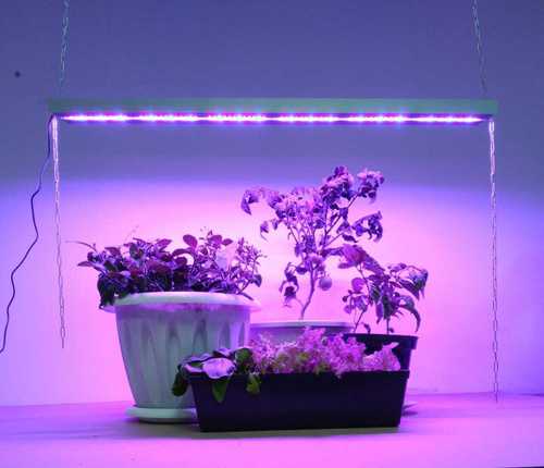 Ультрафиолетовая лампа для домашнего использования: виды, как выбрать, какой производитель лучше