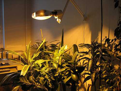Правильное освещение для растений и как его обеспечить?