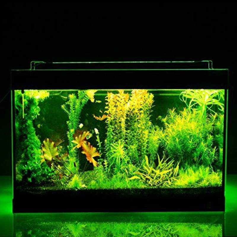 Подводный мир у вас дома — какое должно быть освещение в аквариуме
