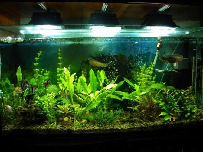 Освещение для аквариумных растений