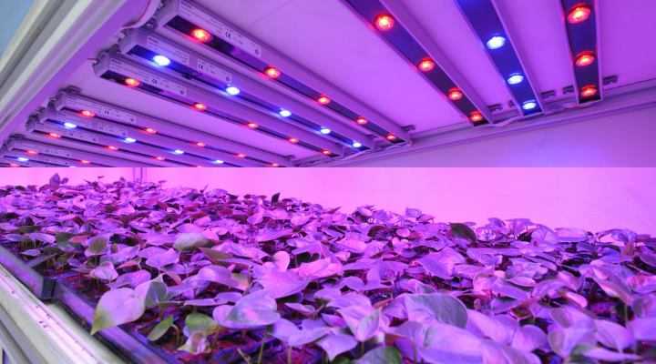 Светодиодные лампы для растений, фитолампы, выбор для растений
