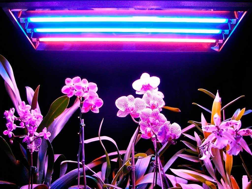 Правильное освещение цветов и растений в домашних условиях - важнейшая составляющая хорошего роста В квартире подсветку можно сделать 3 способами