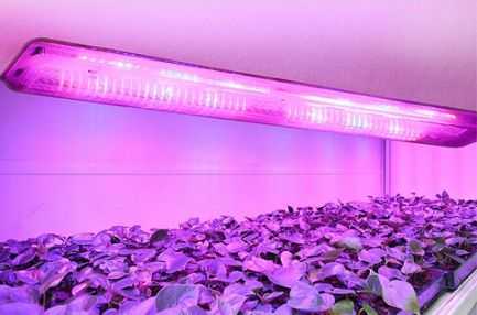 Влияние различных спектров освещения на развитие растений - growhobby.ru