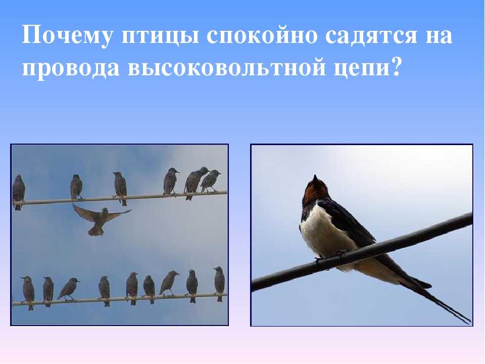 Почему птиц на проводах не бьет током и ещё 11 злободневных вопросов, которые нет времени загуглить