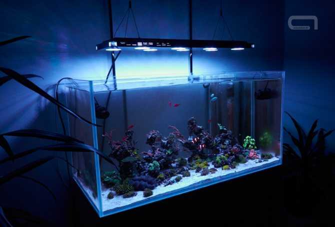 Освещение аквариума своими руками: светодиодные прожектора в аквариуме