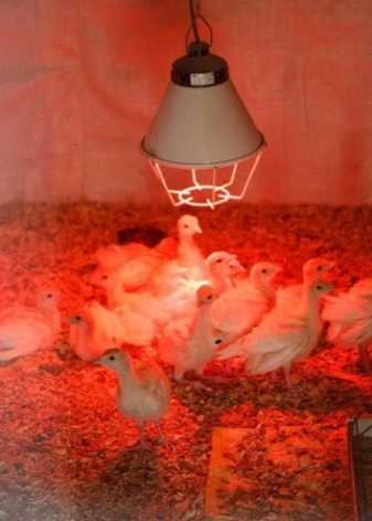 Инфракрасная лампа для обогрева животных, птицы и рассады