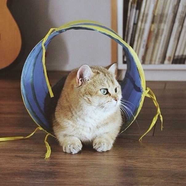 Как спрятать провода от кошки. как защитить провода от кошки и отучить ее их грызть. перемещение проводов в надежное место