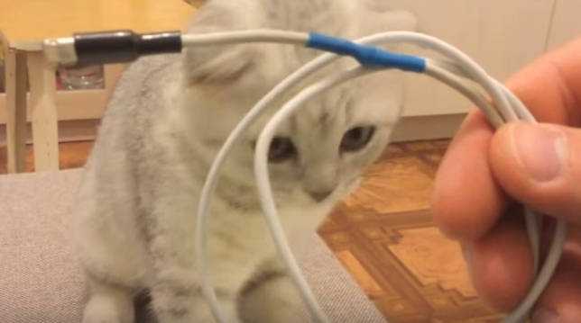 Топ 4 причины, почему кот грызет провода