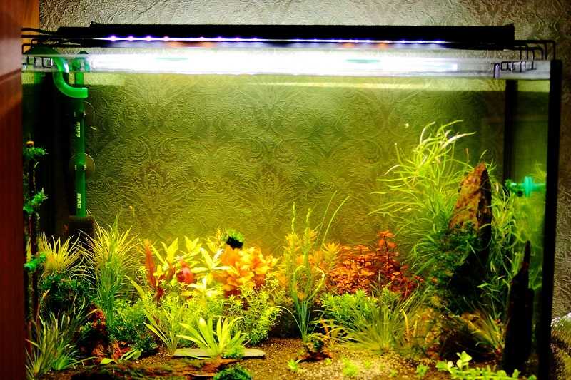Светодиодное освещение для аквариумных растений: светодиоды и светодиодные массивы