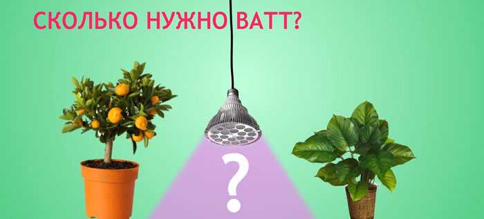 Как правильно выбрать фитолампу для досветки рассады? на supersadovnik.ru