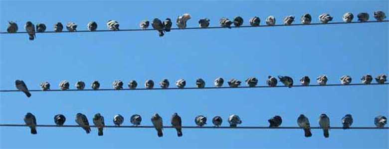 Почему птиц не бьет током, когда они сидят на проводах