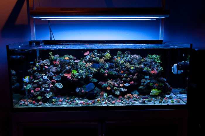 Сколько должен гореть свет в аквариуме