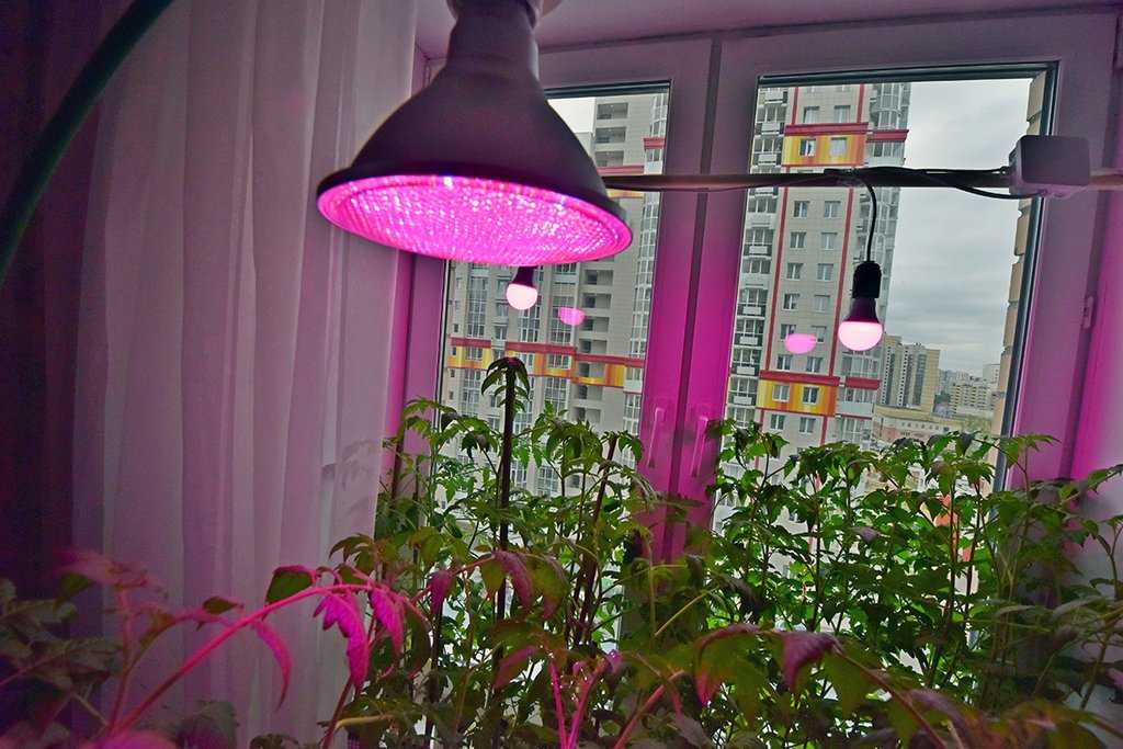 Лампа для рассады: светодиодная фитолампа для растений на подоконнике своими руками, как выбрать ультрафиолетовые светильники