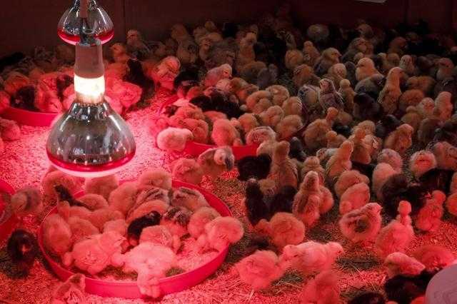 Инфракрасная лампа для цыплят