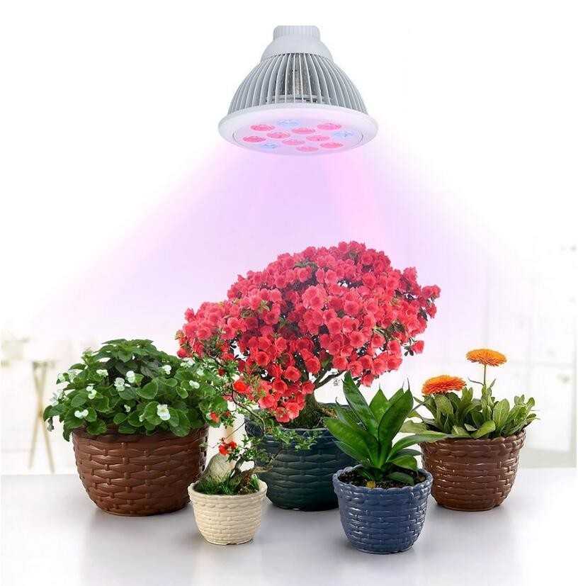 Что такое правильное хорошее освещение для растений и цветов?