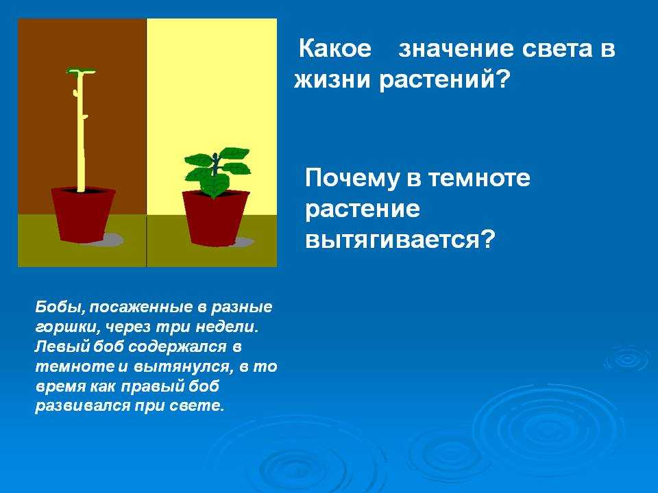 *§ 5—1. экологические группы растений по отношению к световому режиму среды обитания
