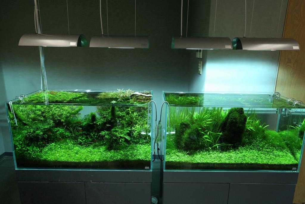 Основные правила установки и критерии выбора светильника для аквариума