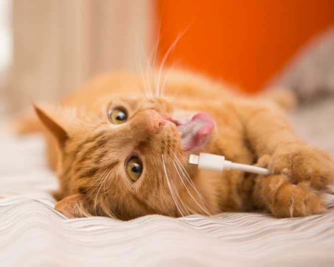 Почему кошка грызет провода и как отучить ее от этой привычки: 5 способов, дополнительные хитрости, что делать в случае удара питомца током