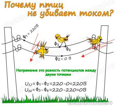 Элементарная физика: почему птиц не бьет током на проводах :: syl.ru