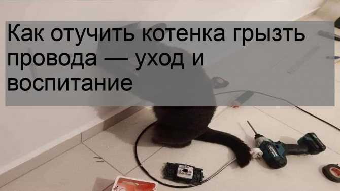 ᐉ как отучить кошку грызть провода? - ➡ motildazoo.ru