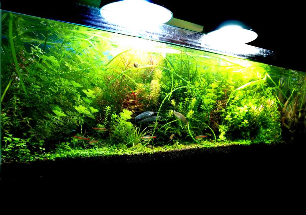 Какое должно быть освещение для аквариума с растениями