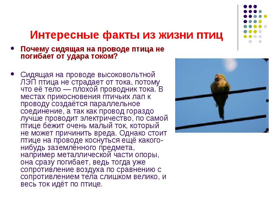 Почему птиц не бьет током на проводах - electrik-ufa.ru