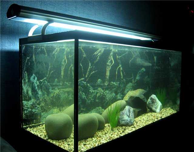 Нужно ли выключать на ночь свет в аквариуме или можно оставить включенным