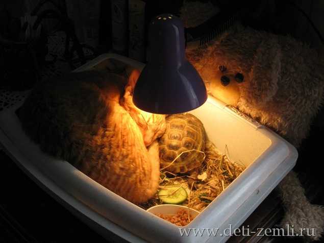 Каким рептилиям необходим ультрафиолет, какую уф лампу выбрать?