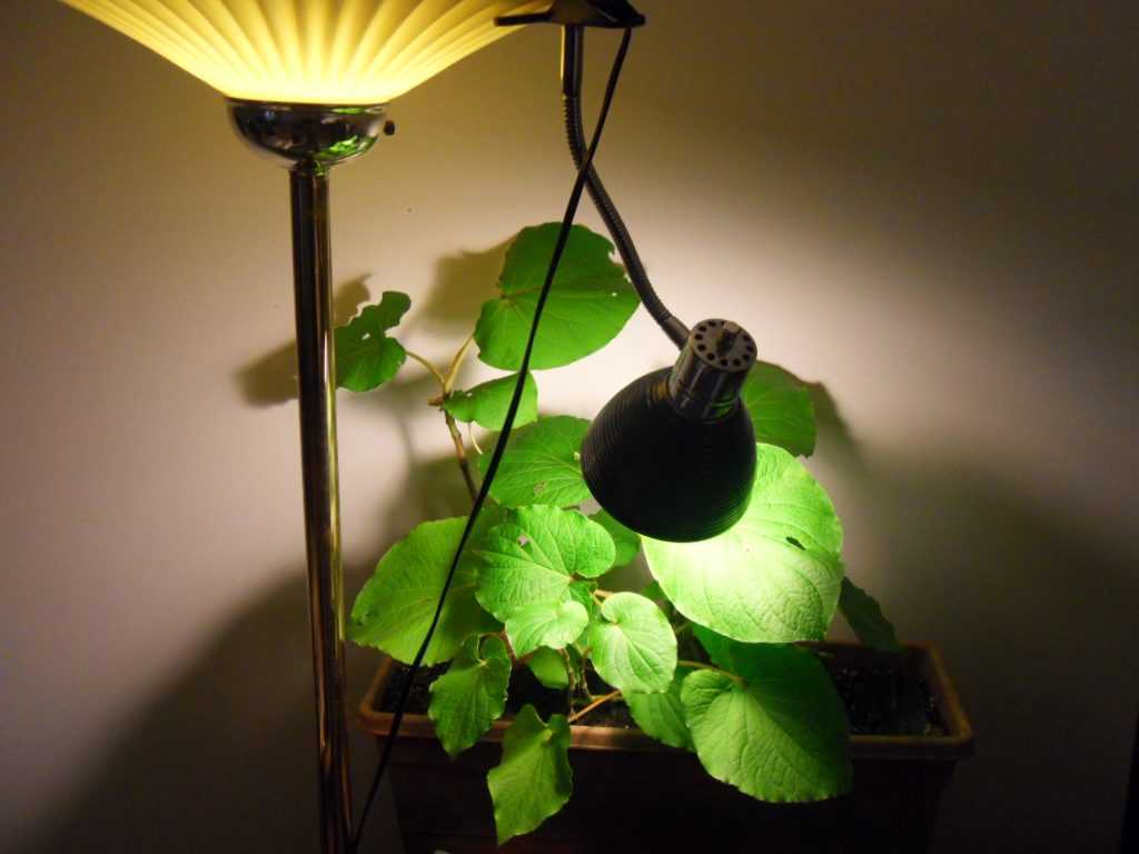Освещение для растений, какой свет нужен домашней флоре и как выбрать подходящую лампу - 15 фото