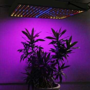 Светодиодные лампы для растений: особенности led-светильников. как организовать правильную подсветку комнатных цветов на подоконнике фитолампой?