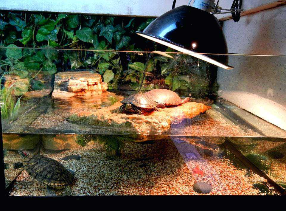 Ультрафиолетовая лампа для черепах, сухопутных и водных рептилий в террариум: как выбрать, какие нужны светильники и чем заменить