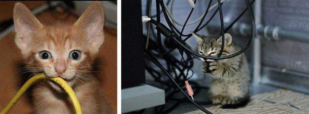 Почему котята и взрослые кошки грызут провода, как отучить кота это делать?