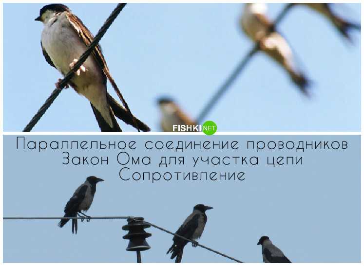 Почему птицы сидят на проводах и их не бьёт током: факты
