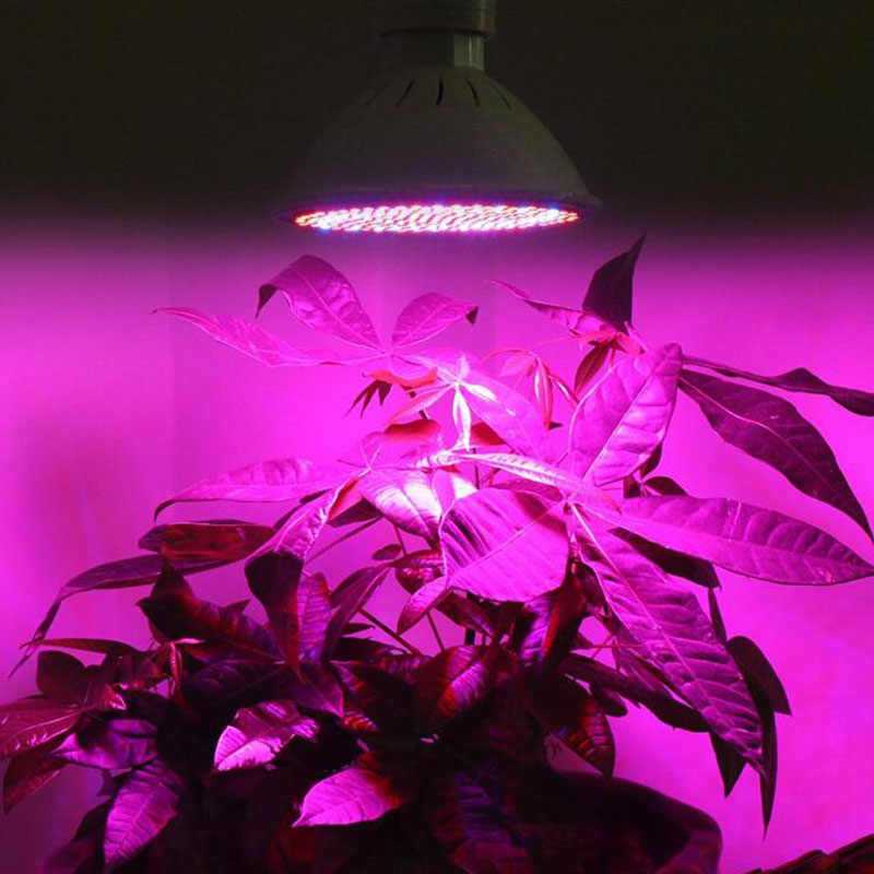 Лампы для растений: как выбрать ульрафиолетовую энергосберегающую фитолампу для выращивания и подсветки комнатных растений, что такое индукционные биспектральные лапмпочки