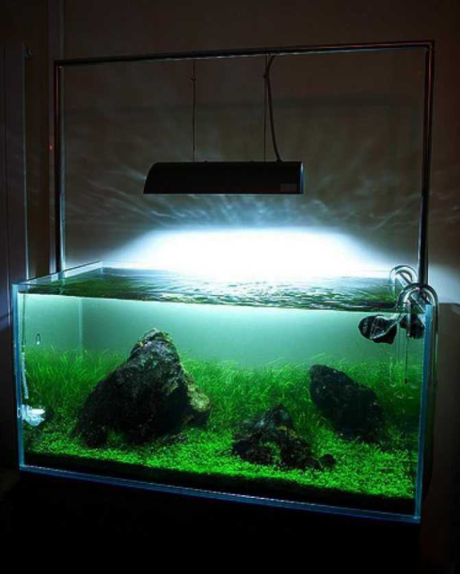 Лучшие лампы для аквариума на 2021 год