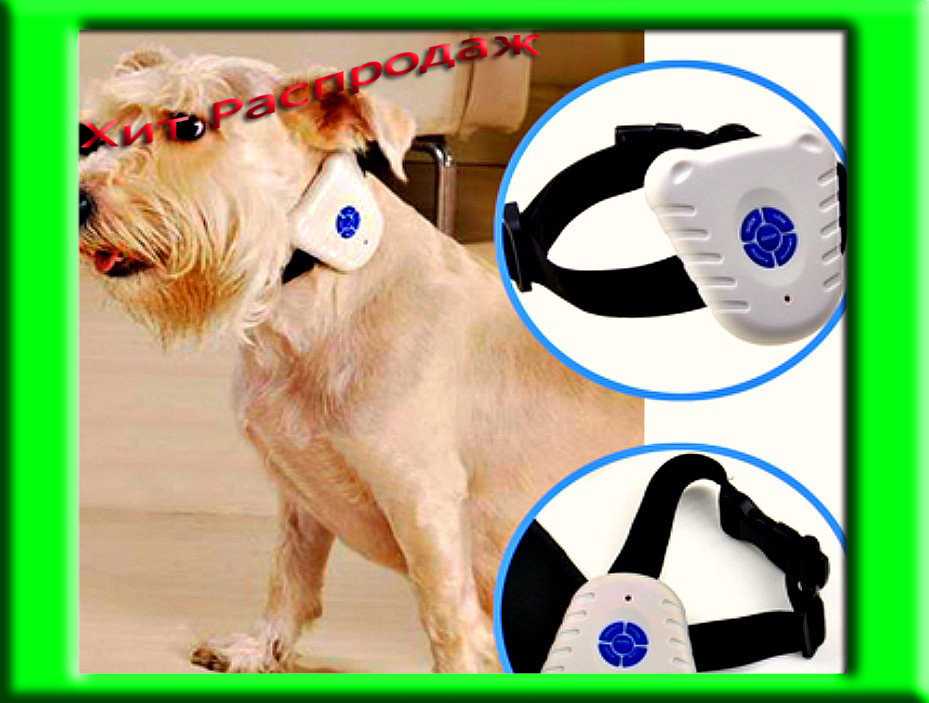 Cветящийся ошейник для собаки: светоотражающий, светодиодный или сделанный своими руками