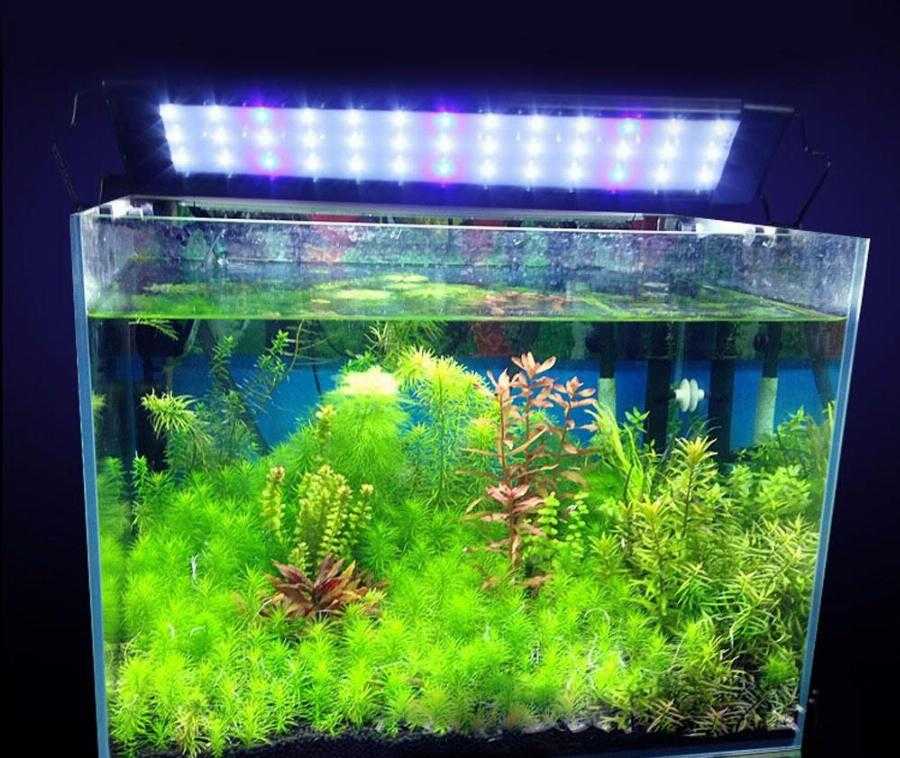 Светодиодные светильники для аквариума (30 фото): выбираем led лампы для аквариумного освещения, светодиодный прожектор и лампы т8. расчет мощности для подсветки. как выбрать светодиоды?